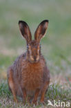 Brown Hare (Lepus europaeus)