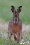 Brown Hare (Lepus europaeus)