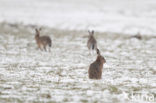 Brown Hare (Lepus europaeus)