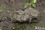 Havik (Accipiter gentilis)