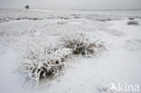 Hoog Buurlose Heide