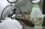 Huismus (Passer domesticus) 