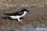 Common House-Martin (Delichon urbicum)