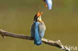 IJsvogel (Alcedo atthis)