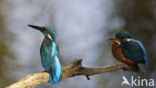 Kingfisher (Alcedo atthis)