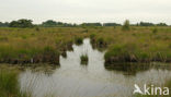 Internationaler Naturpark Bourtanger Moor-Bargerveen