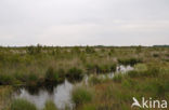 Internationaler Naturpark Bourtanger Moor-Bargerveen