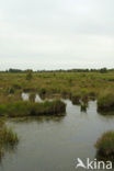 Internationaler Naturpark Bourtanger Moor-Bargerveen