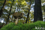 Kastanjeboleet (Boletus badius)