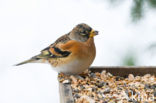 Brambling (Fringilla montifringilla)