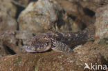 Bighead goby (Neogobius kessleri)