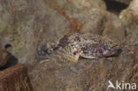 Bighead goby (Neogobius kessleri)