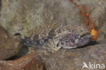 Bighead goby (Neogobius kessleri)