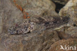 Bighead goby (Neogobius kessleri)