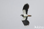 Lapwing (Vanellus vanellus)