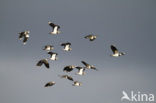 Lapwing (Vanellus vanellus)