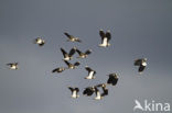 Lapwing (Vanellus vanellus)