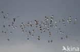 Lapwing (Vanellus vanellus)