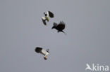 Lapwing (Vanellus vanellus)