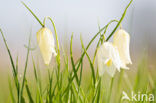 Kievitsbloem (Fritillaria spec)