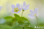 Klaverzuring (Oxalis spec.)