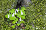 Klaverzuring (Oxalis spec.)