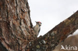 Lesser Spotted Woodpecker (Dendrocopos minor)