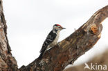 Lesser Spotted Woodpecker (Dendrocopos minor)