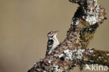 Lesser Spotted Woodpecker (Dendrocopos minor)