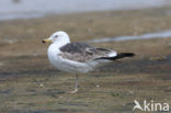 Kleine Mantelmeeuw (Larus fuscus)