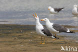 Kleine Mantelmeeuw (Larus fuscus)