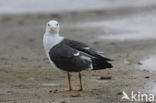 Kleine Mantelmeeuw (Larus fuscus)