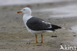 Kleine Mantelmeeuw (Larus fuscus)