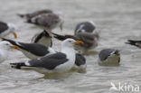 Kleine Mantelmeeuw (Larus fuscus)