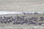 Pink-footed Goose (Anser brachyrhynchus)