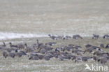 Pink-footed Goose (Anser brachyrhynchus)