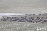 Pink-footed Goose (Anser brachyrhynchus)