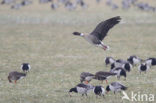 Pink-footed Goose (Anser brachyrhynchus)