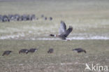 Pink-footed Goose (Anser brachyrhynchus)