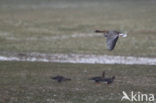 Pink-footed Goose (Anser brachyrhynchus)