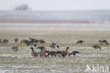 Pink-footed Goose (Anser brachyrhynchus)