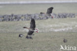 Pink-footed Goose (Anser brachyrhynchus)