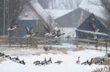 Pink-footed Goose (Anser brachyrhynchus)