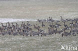 Pink-footed Goose (Anser brachyrhynchus)