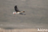 Pink-footed Goose (Anser brachyrhynchus)