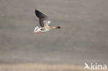 Pink-footed Goose (Anser brachyrhynchus)