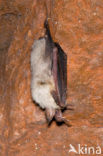 Kleine vale vleermuis (Myotis blythii)