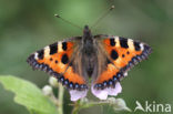 Kleine vos (Aglais urticae)