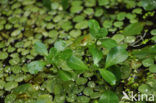 floating primrose (Ludwigia peploides)
