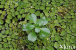 floating primrose (Ludwigia peploides)